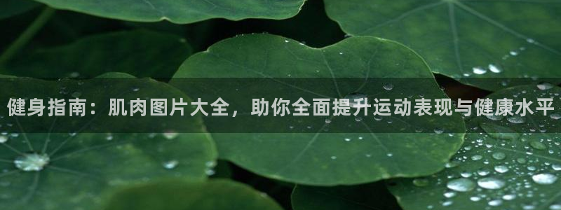 健身指南：肌肉图片大全，助你全面提升运动表现与健康水平